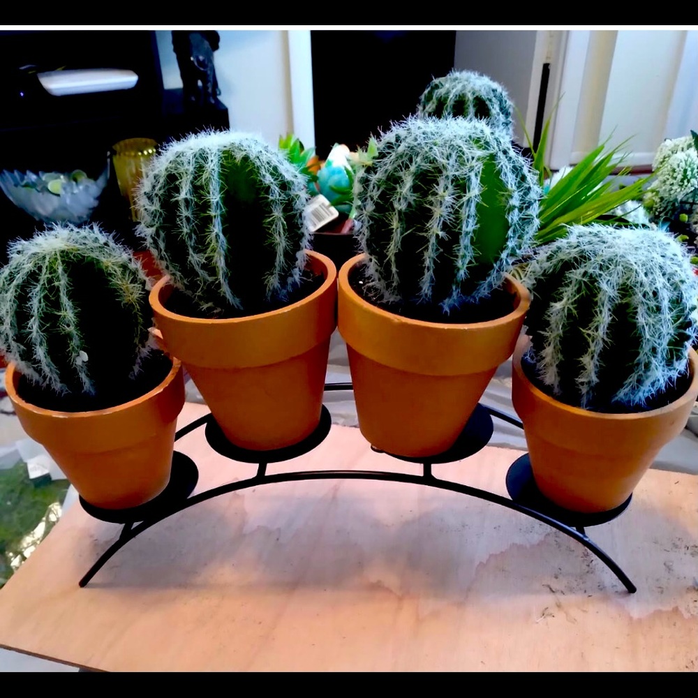 Cacti’s